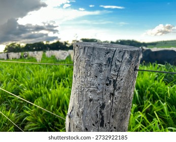 Intensive pasture  Development Project: The Intensive Pasture System and Animal Husbandry. Beef Cattle grassland 