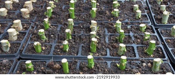 Intensive Propagation Cassava Stems Without Blotch Stock Photo ...