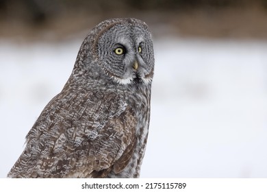 The intent gaze of this wild, magnificent great grey owl is captivating. Great greys convey power and majesty, and is a standout in the world of birdwatching. 