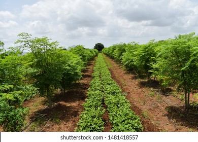 Inter cropping. Crop rotation. Mix crops of Drumstick tree (Moringa oleifera) and Peanut or Groundnut (arachis hypogaea). Peanut tree is used as legumes crop or green ma