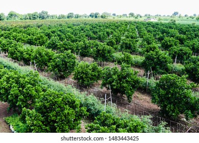 Inter Cropping. Crop Rotation. Mix Crops New Innovation In Agriculture. Tomato And Sweet Lime (Citrus Limetta). Beautiful View Of  Farm. Organic Farming.