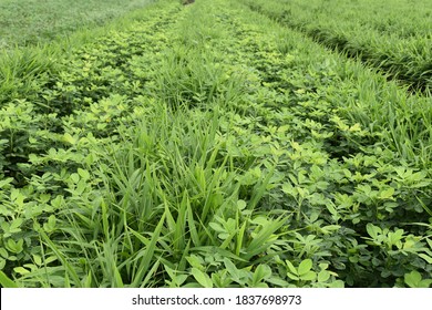 Inter Cropping Farm Of Ginger And Groundnut. Ground Nut Is Legume Crop Helpful For Nitrogen Fixation. Mix Crops Or Crop Rotation Concept.