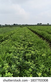 Inter Cropping Farm Of Ginger And Groundnut. Ground Nut Is Legume Crop Helpful For Nitrogen Fixation. Mix Crops Or Crop Rotation Concept.