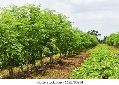  Inter crops of Drumstick tree (Moringa oleifera) and Peanut or Groundnut (arachis hypogaea). Groundnut tree is used as legumes crop and green manure. Inter cropping. Crop rotation. organic farming.