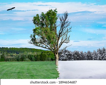 An Inter Seasonal Landscape With A Tree Half Summer With Leaves And Grass And Half Winter With Snowfall And Snow