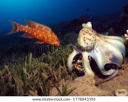                        Interaction between a Lyretail grouper and Reef octopus in the Red Sea        