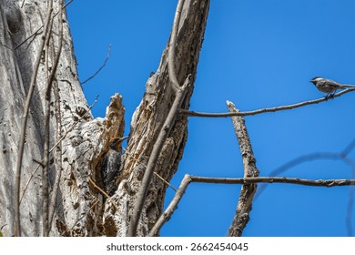 An interaction between a Red-breasted Sapsucker and a Black-capped Chickadee at Oaks Bottom Wildlife Refuge in Portland Oregon