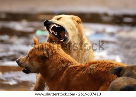 Interaction Between Stray Dogs During Social Behavior Outdoors