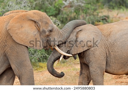 Interaction between two African elephants (Loxodonta africana), Addo Elephant National Park, South Africa