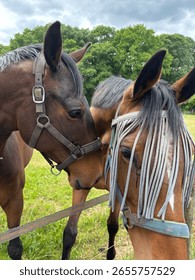 Interaction between two brown, beautiful horses. 