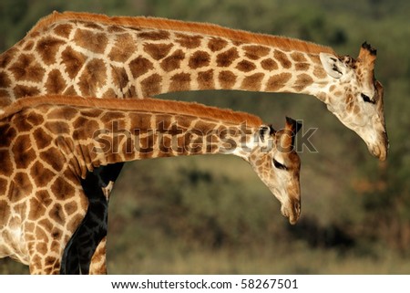 Interaction between two giraffes (Giraffa camelopardalis), South Africa