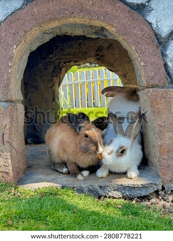 An interaction between two rabbits vying for a carrot while sheltering in a park during the day.