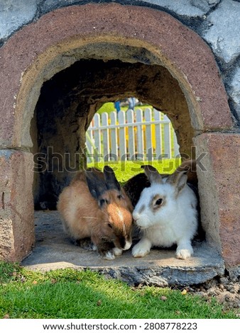 An interaction between two rabbits vying for a carrot while sheltering in a park during the day.