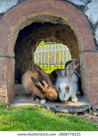 An interaction between two rabbits vying for a carrot while sheltering in a park during the day.