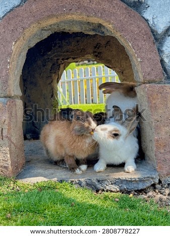 An interaction between two rabbits vying for a carrot while sheltering in a park during the day.