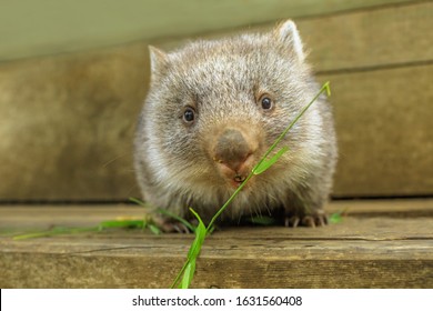 Interaction with a cute wombat joey, Australian herbivore marsupial. Front view close up of a wombat joey, Vombatus ursinus, eating grass.