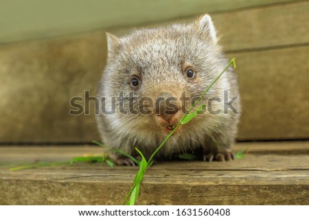 Interaction with a cute wombat joey, Australian herbivore marsupial. Front view close up of a wombat joey, Vombatus ursinus, eating grass.