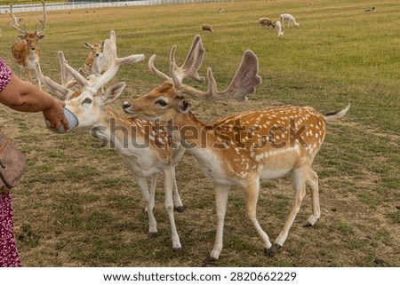 An interactive horizontal shot showing two male fallow deer with large fuzzy velvet antlers eating grains together out of a small bowl offered by a person's hand.