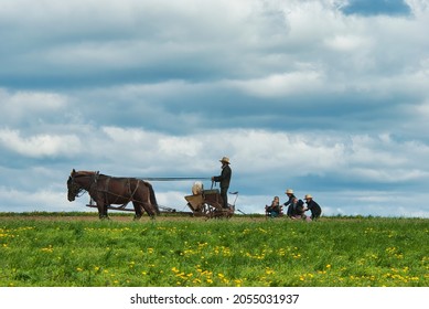 Intercourse, Pennsylvania, April 2021 - An Amish Man Working the Fields Controlling 2 Horses With 5 of His Children Taking a Ride Behind Him