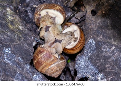Intercourse of three grape snails inside an old tree stump - Shutterstock ID 1886476438