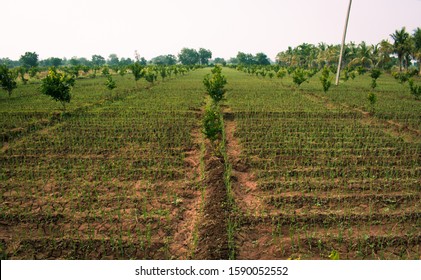 Intercropping Or Mix Crops. Crop Rotation.  Onion (allium Cepa L.) Intercropping With Sweet Lemon (Citrus Limetta)  Crop Planting At Field.  Beautiful Agriculture Background. Onion Field.