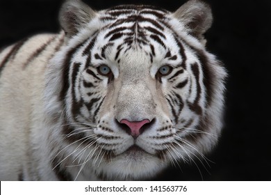 Interest in eyes of a young white bengal tiger. Closeup portrait
