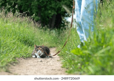 Interested cat exploring nature, walking outside. Inquisitive domestic pet strolling outdoors, getting new experience, impressions, investigating environment. Kitty and person wandering at meadow. - Powered by Shutterstock