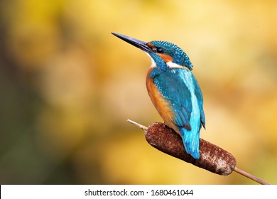 Interested common kingfisher, alcedo atthis, perched in nature from back view. Attractive male bird with bright blue plumage looking sideways in spring wilderness.