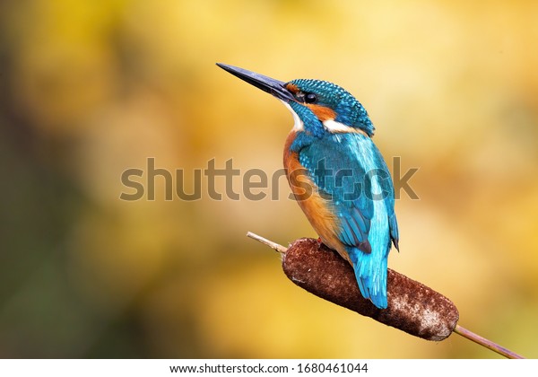Interested common kingfisher, alcedo\
atthis, perched in nature from back view. Attractive male bird with\
bright blue plumage looking sideways in spring\
wilderness.