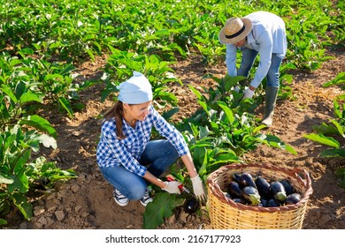 Interested Female Amateur Gardener Engaged In Organic Vegetables Growing, Picking Crop Of Ripe Eggplants In Garden