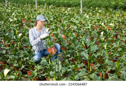 Interested Female Florist Working In Glasshouse, Arranging White Blooming Zantedeschia Bushes Growing In Pots