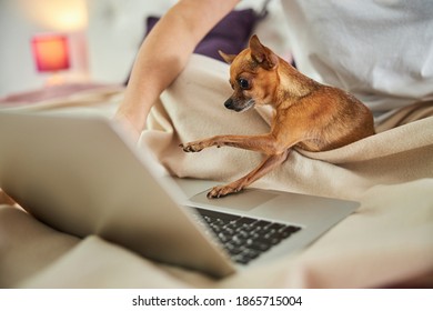 Interested pet moving his paws up and down on a touchpad copying its owner - Shutterstock ID 1865715004