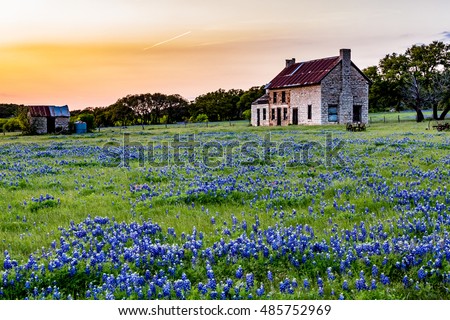 An Interesting Abandoned Old Rock Homestead in a Beautiful Field Loaded with the Famous Texas Bluebonnet (Lupinus texensis) Wildflowers at Sunset.