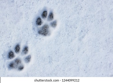 Interesting Abstract White Background With Footprints Of A Cat Or Dog Paws On The Snow. Care For Pets In The Winter, In Cold Weather.