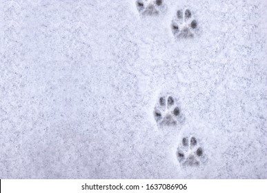 Dog Paws Snow Images Stock Photos Vectors Shutterstock