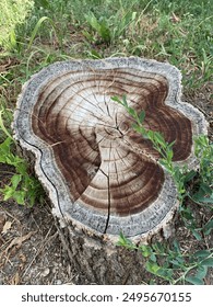 Interesting and amazing texture and patterns of a tree stump. Gray-brown texture of a tree stump among bright green grass.