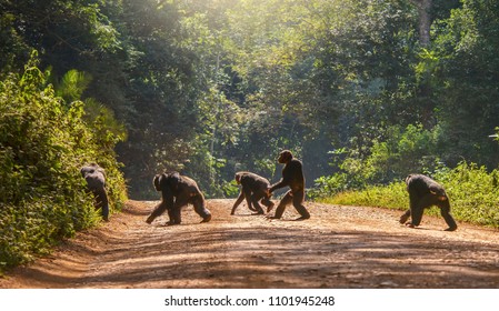 Interesting animal behavior, with a male chimpanzee walking upright, like a human, across a dirt road. The other four chimps are moving in the usual way, with knuckles to the ground. Uganda.