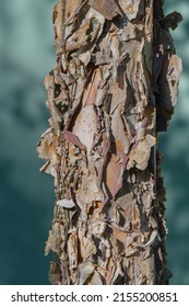 Interesting Bark Of A River Birch Tree - Betula Species - Showing Flaky, Papery, Peeling, Rugged, Sloughed Off Appearance In Great Detail.  Light Blue Water Background