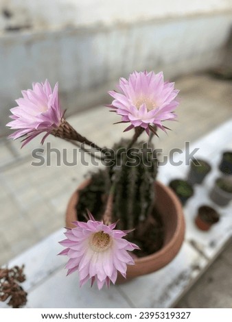 Interesting and beautiful flower of the cactus.
