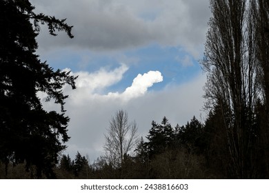 Interesting cloud formations in an evening sky, as a nature background, framed by silhouetted trees
