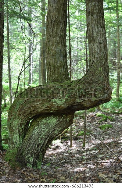 Interesting Crossed Tree Trunks Stock Photo 666213493 | Shutterstock