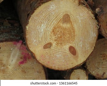 interesting cross-section of a pine tree with branches