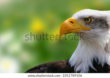 An interesting detail in nature. Portrait of a baldheaded an Eagle up close. Green background.