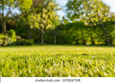 Interesting, ground level view of a shallow focus image of recently cut grass seen in a large, well-kept garden in summer. The background shows out of focus apple trees and a long hedgerow.