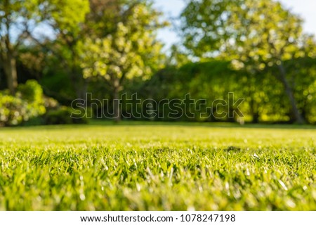 Interesting, ground level view of a shallow focus image of recently cut grass seen in a large, well-kept garden in summer. The background shows out of focus apple trees and a long hedgerow.