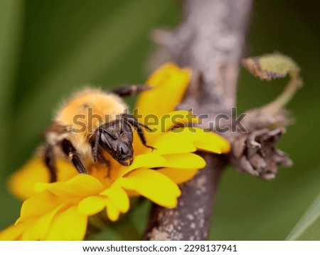 Interesting macro of a temperamental insect on a yellow flower