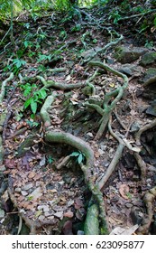Interesting plexus of the roots of tropical trees in the jungle. Phuket. - Shutterstock ID 623095877