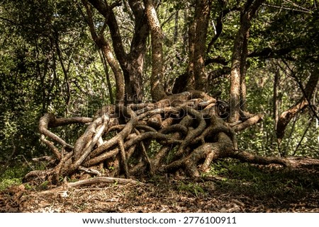 Interesting root formation of a Paper Bark tree in Matopos, Zimbabwe.