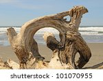 Interesting root wad driftwood on the beach near Bandon Oregon