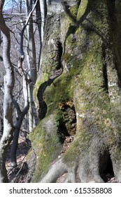 Interesting structure and shapes of tree trunks, early spring, Poland.